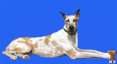 Stud Dogs - Great Dane